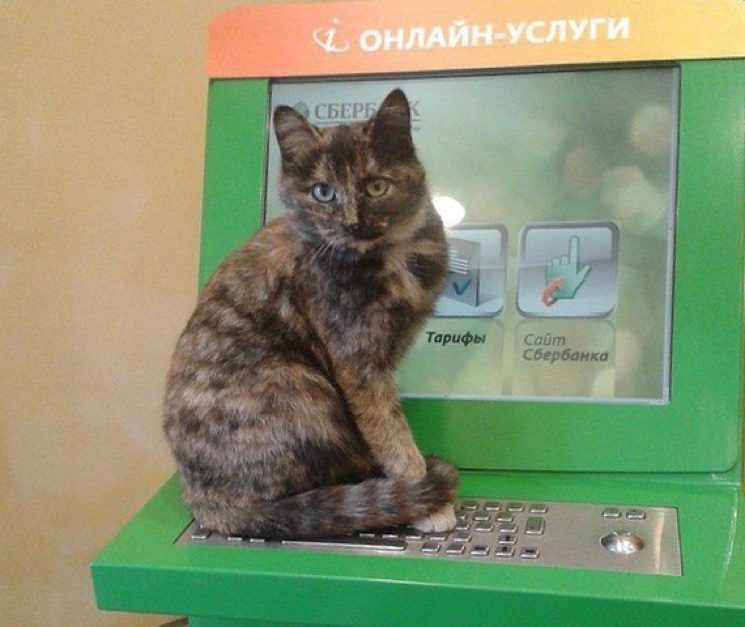Кошка на терминале Сбербанка