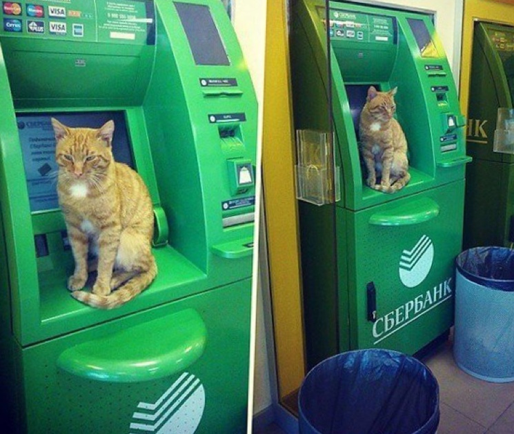 Кот на банкомате Сбербанка