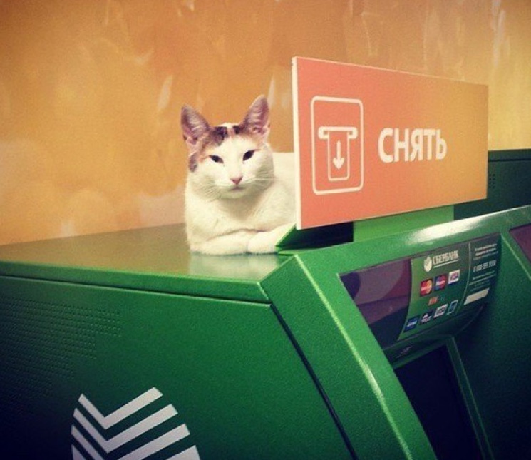 Кот и банкомат Сбербанка
